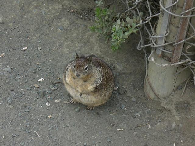 I'm not fat, I have a wide bone! - Squirrel, Animals, Bbw, Photo, Fullness