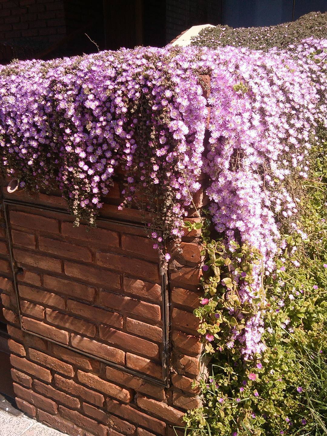 Spring in Argentina - Argentina, Mar del Plata, Cover, Plants, Longpost