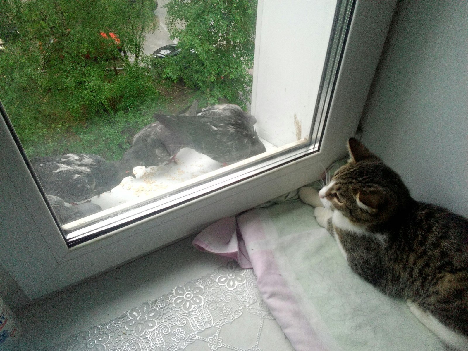 Friends have arrived - My, cat, Pigeons, Hunting, Interests, Photo