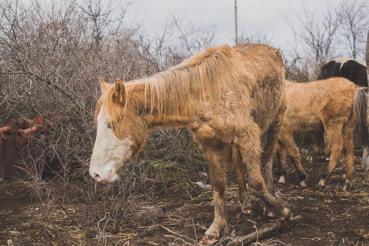 Second chance - Horses, Horses, The rescue, Pony, Longpost