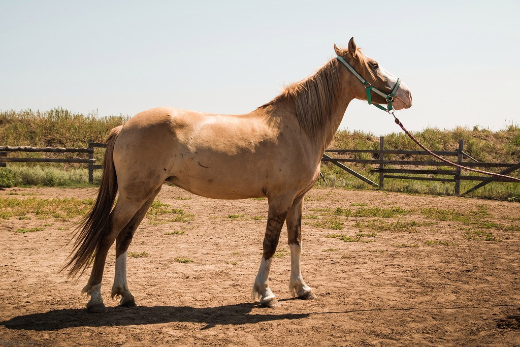 Second chance - Horses, Horses, The rescue, Pony, Longpost