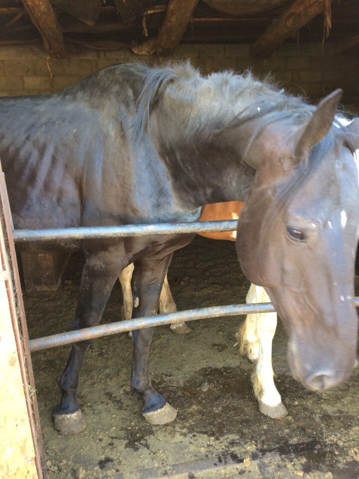 Second chance - Horses, Horses, The rescue, Pony, Longpost