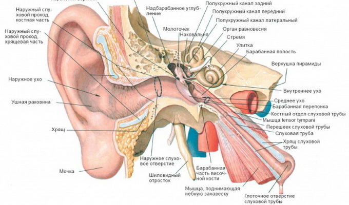 Кандидоз уха: симптомы и лечение