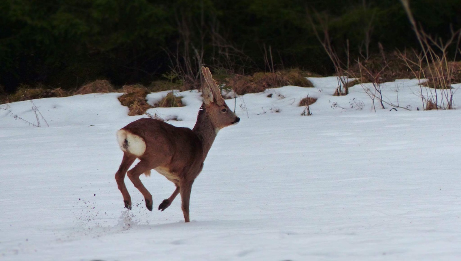 About hunting in Norway. Promised post. - Norway, Hunting, My, Laika, Opinion, Longpost