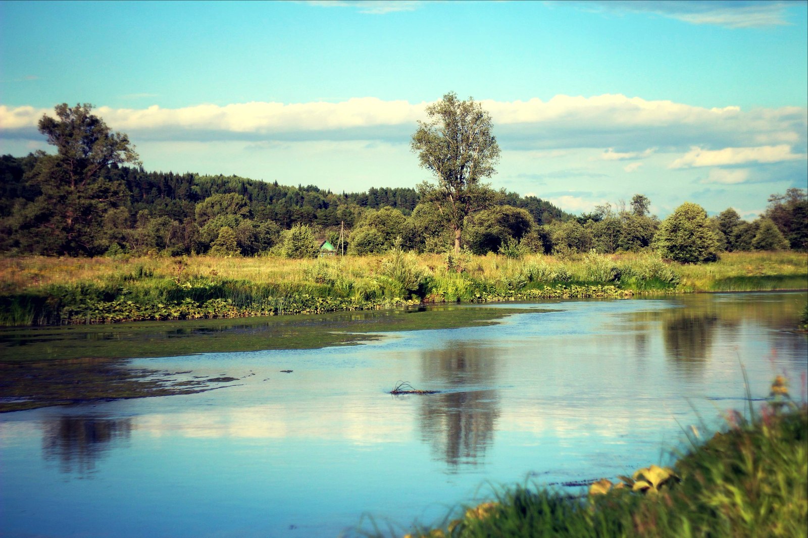 Forest landscapes - My, Photo, Landscape, Perm Territory, Forest, River, Longpost