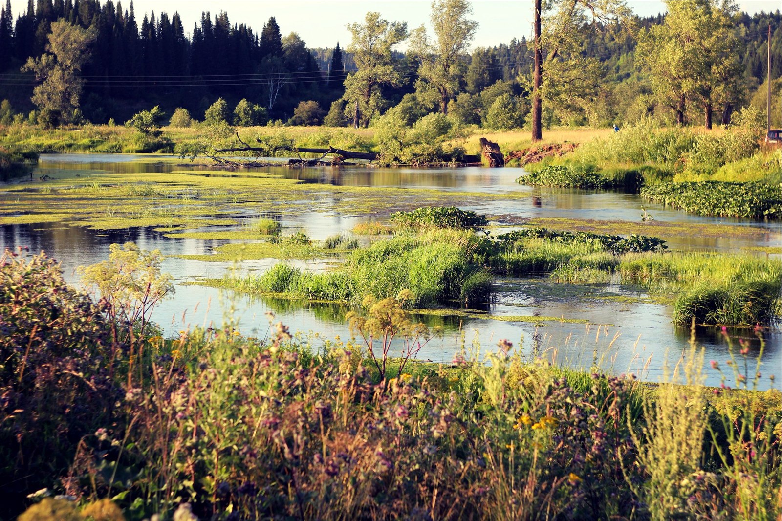 Forest landscapes - My, Photo, Landscape, Perm Territory, Forest, River, Longpost