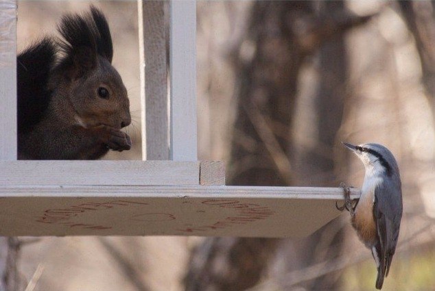 Meeting in the park - Squirrel, Birds, The park, Forest, Meeting, Trough