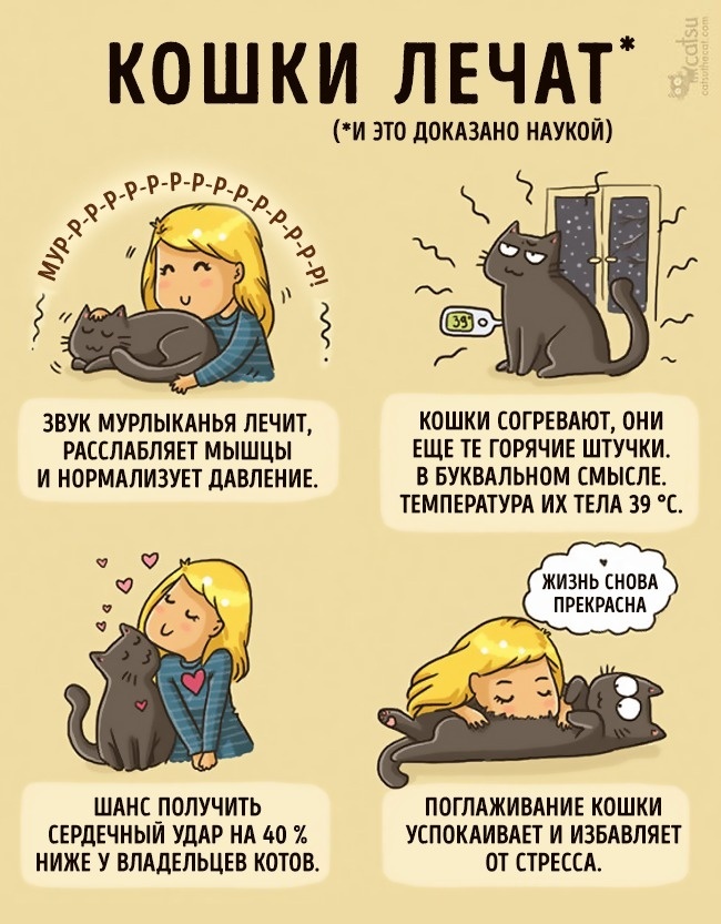 Снова о котах - Кот, Комиксы, Длиннопост, Catsu