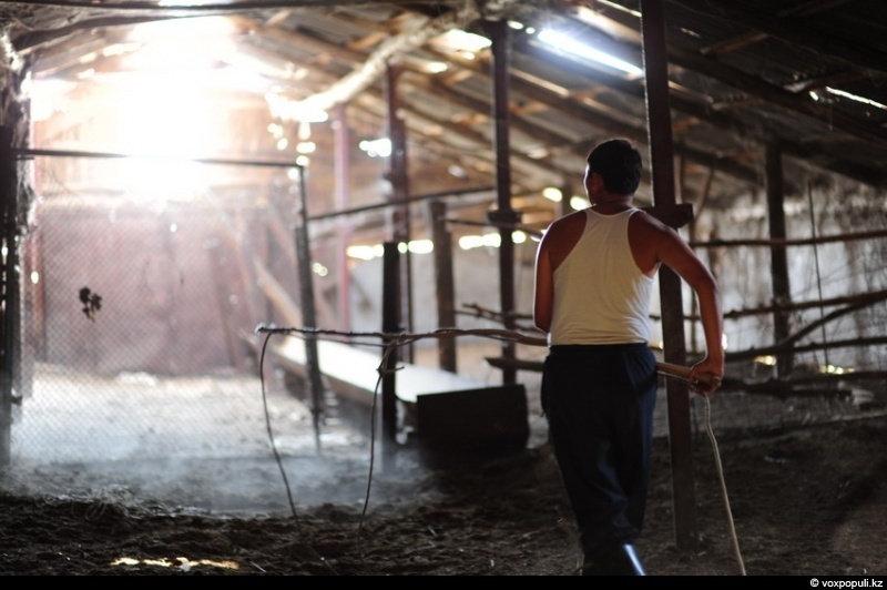 Catching a horse for kazy - Horses, Farm, Longpost