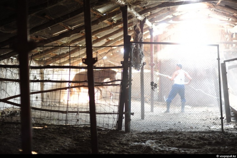 Catching a horse for kazy - Horses, Farm, Longpost