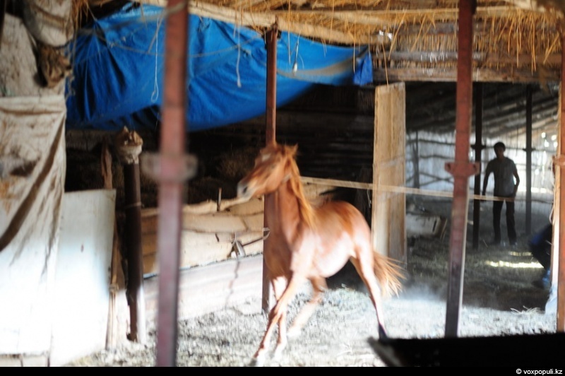 Catching a horse for kazy - Horses, Farm, Longpost