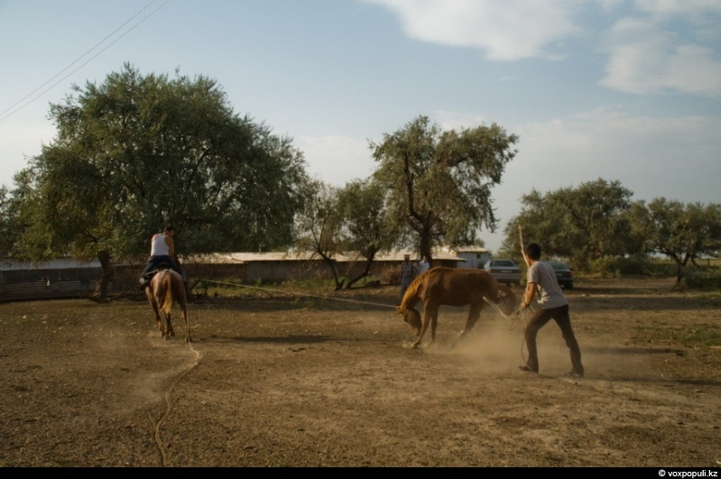 Catching a horse for kazy - Horses, Farm, Longpost