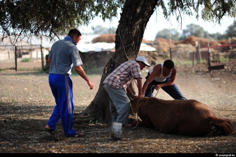 Catching a horse for kazy - Horses, Farm, Longpost