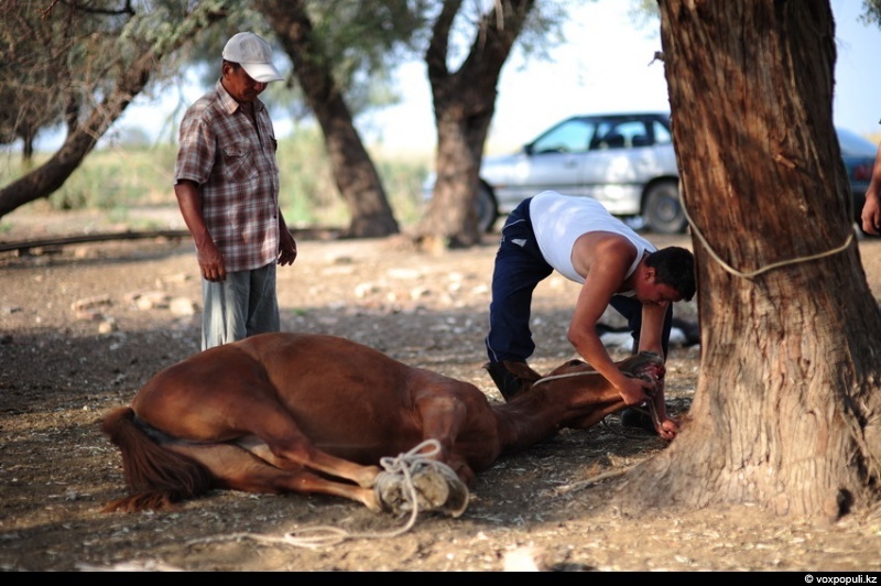 Catching a horse for kazy - Horses, Farm, Longpost