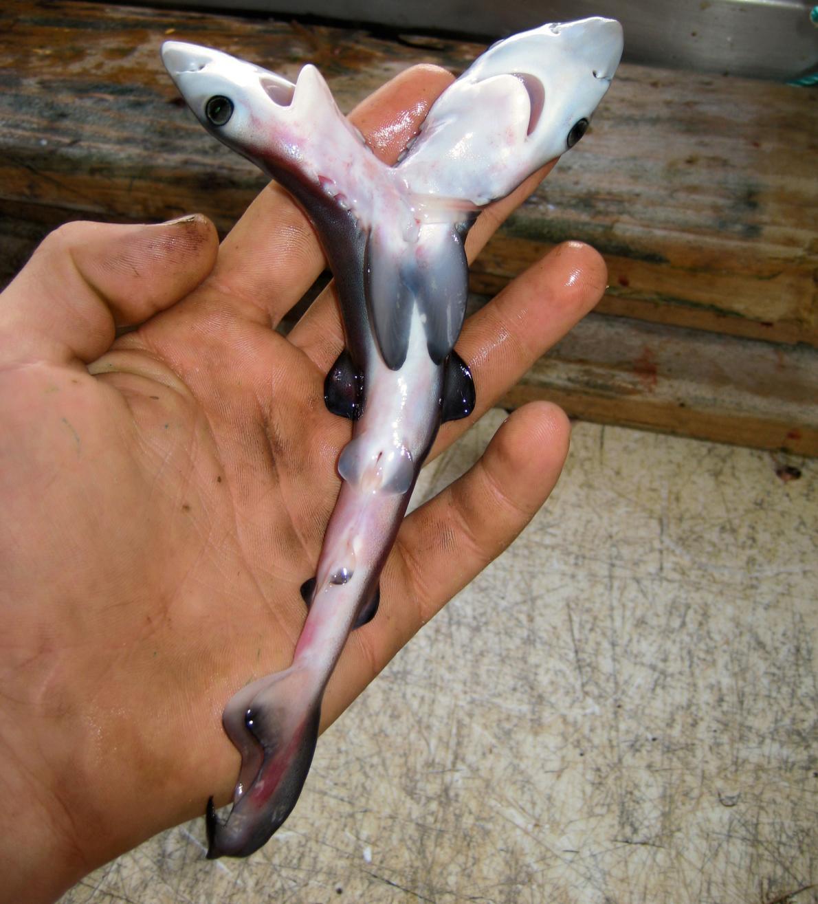 There are more and more two-headed sharks - Shark, Mutation