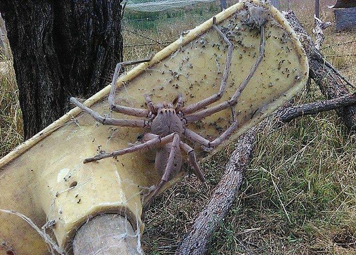 В Австралию ни ногой - Австралия, Паук, Огромный