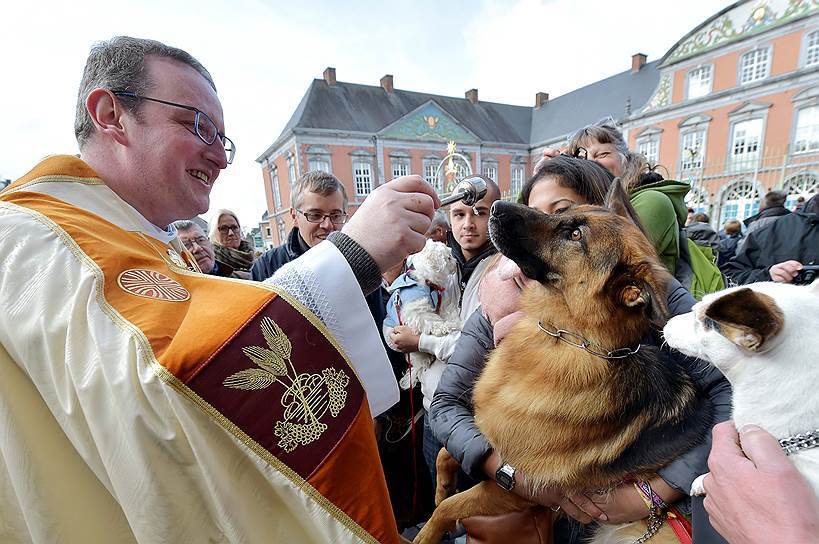 blessing - Belgium, Blessing, Dog, , Glasses