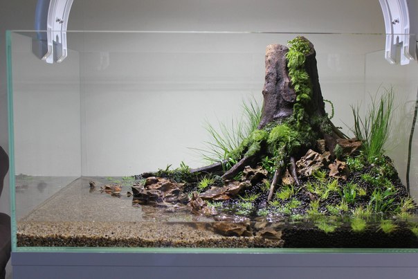 Creating an aquascape - Aquascape, , Aquarium, Aquarium, Longpost