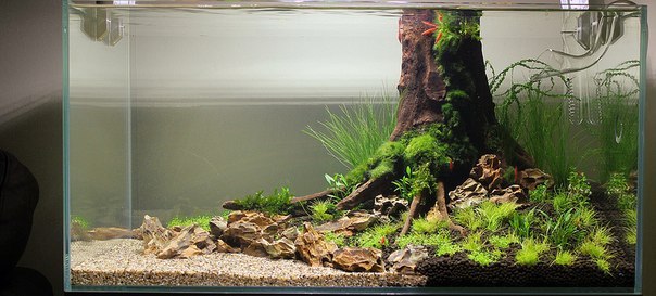 Creating an aquascape - Aquascape, , Aquarium, Aquarium, Longpost