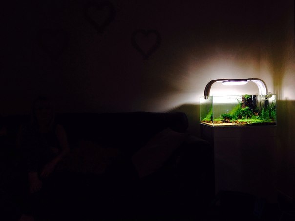 Creating an aquascape - Aquascape, , Aquarium, Aquarium, Longpost