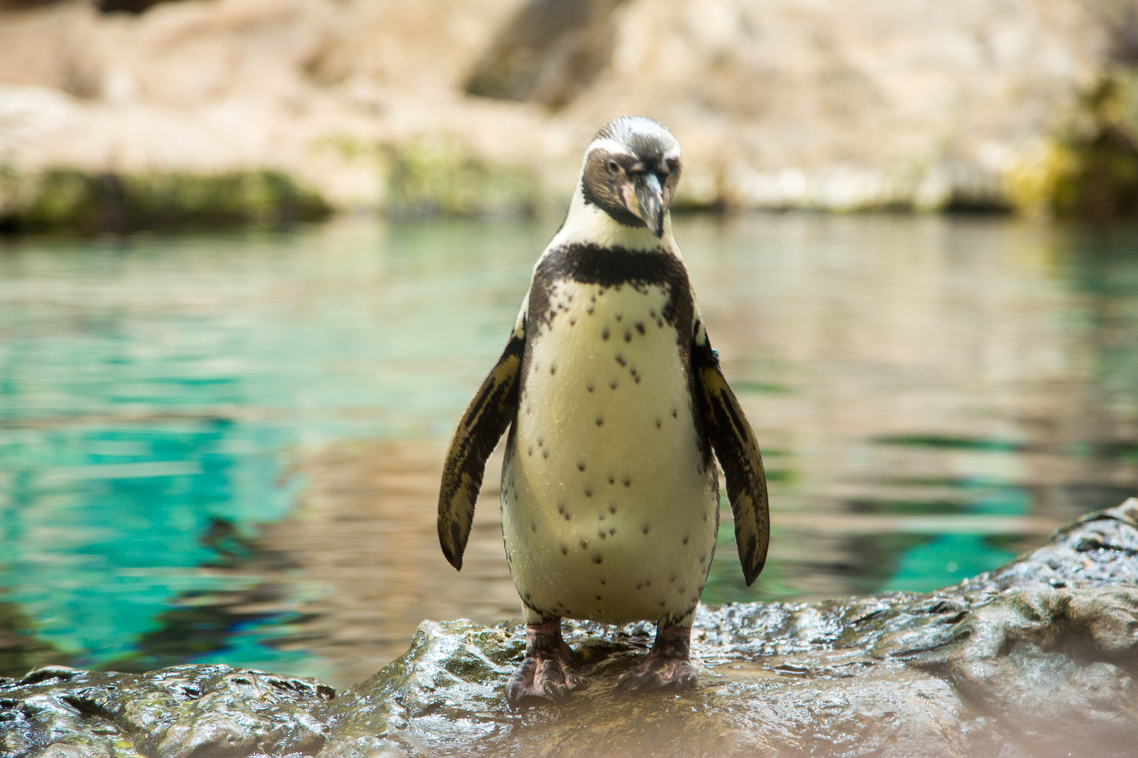 Spain, Canary Islands. July 2016 Part 2 - My, Spain, Tenerife, Canary Islands, Aquapark, Loro Parque, Video, Longpost