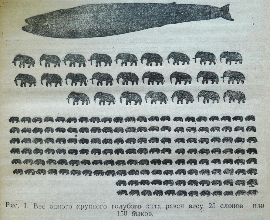 Инфографика — вес одного крупного голубого кита, 1948 год, СССР | Пикабу