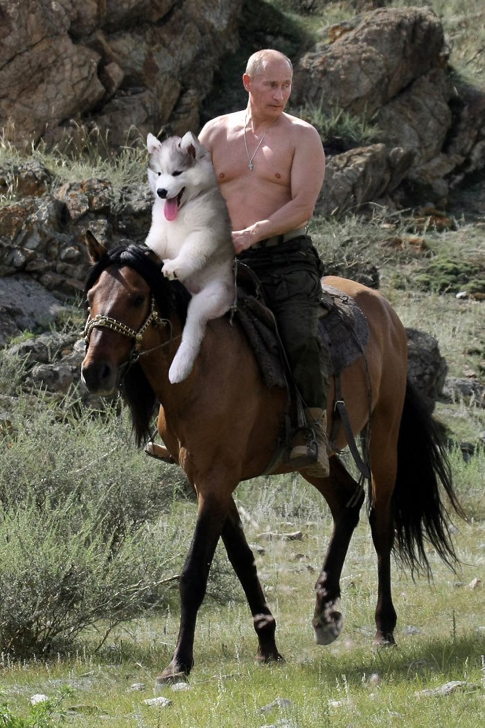 Putin and Husky - Husky, Vladimir Putin, , Humor, 9GAG