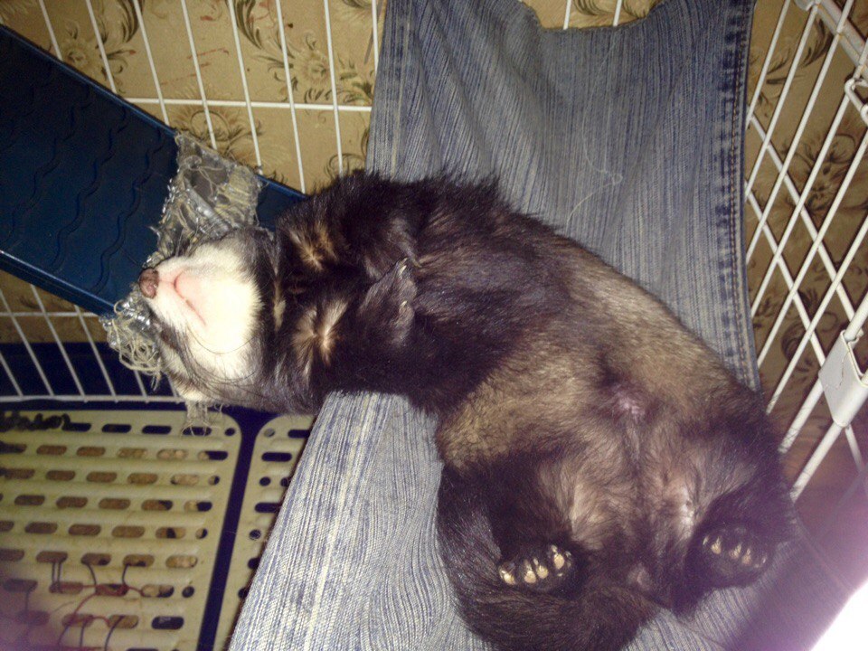 Ate, pobuzil, you can sleep. - Ferret, Dream, Fatigue