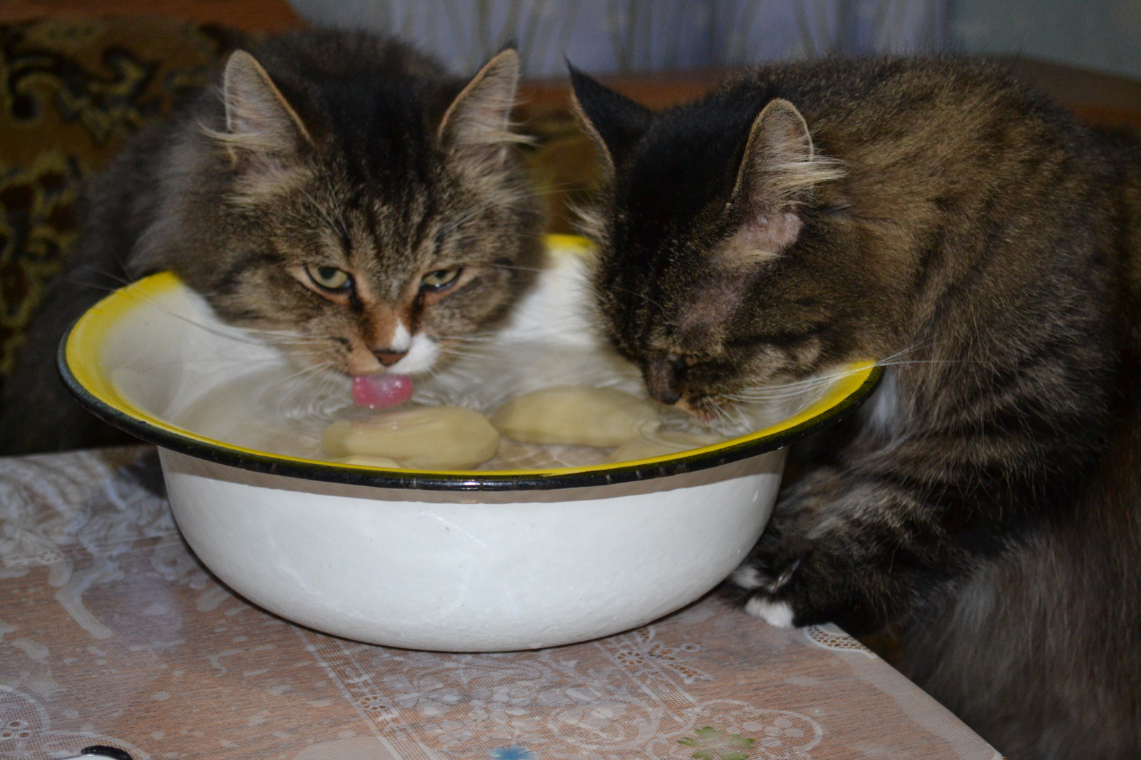 Every time mom cooks potatoes, this happens - My, cat, Photo, Logics, Animals