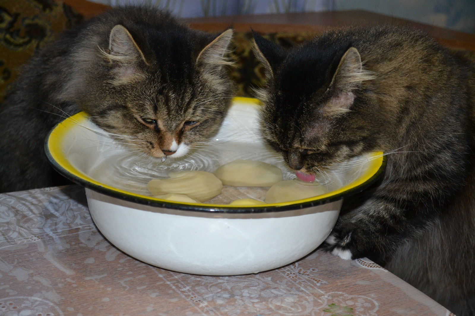 Every time mom cooks potatoes, this happens - My, cat, Photo, Logics, Animals