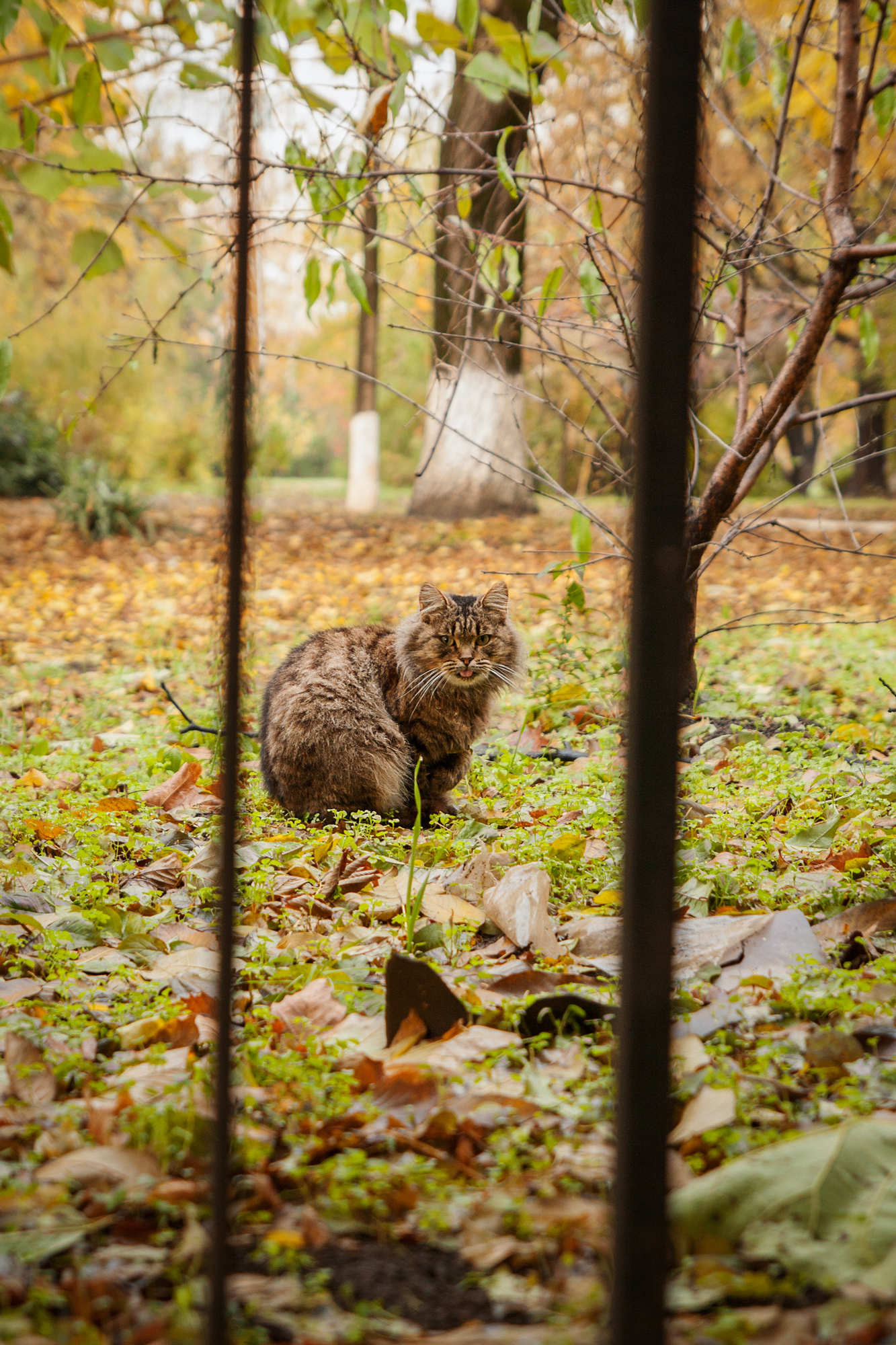 Autumn cats of Krasnodar - My, My, cat, Photo, Krasnodar, Autumn, Canon 1000d, Tamron, Longpost