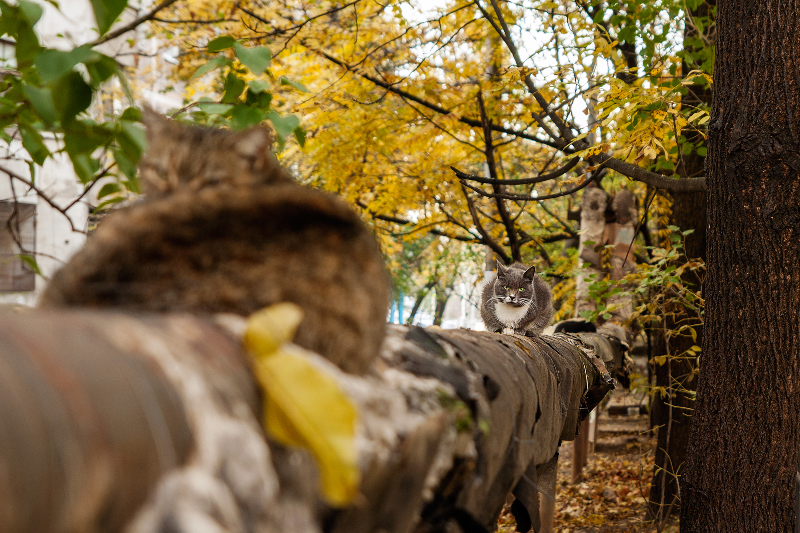 Autumn cats of Krasnodar - My, My, cat, Photo, Krasnodar, Autumn, Canon 1000d, Tamron, Longpost