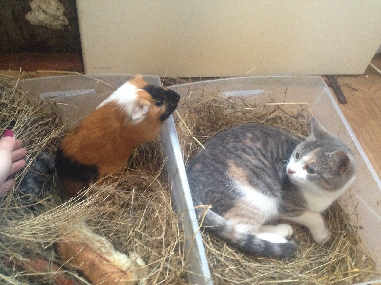 When he lived quietly in a 2-room dwelling and then suddenly a neighbor appeared - My, Animals, cat, Guinea pig, Impudence