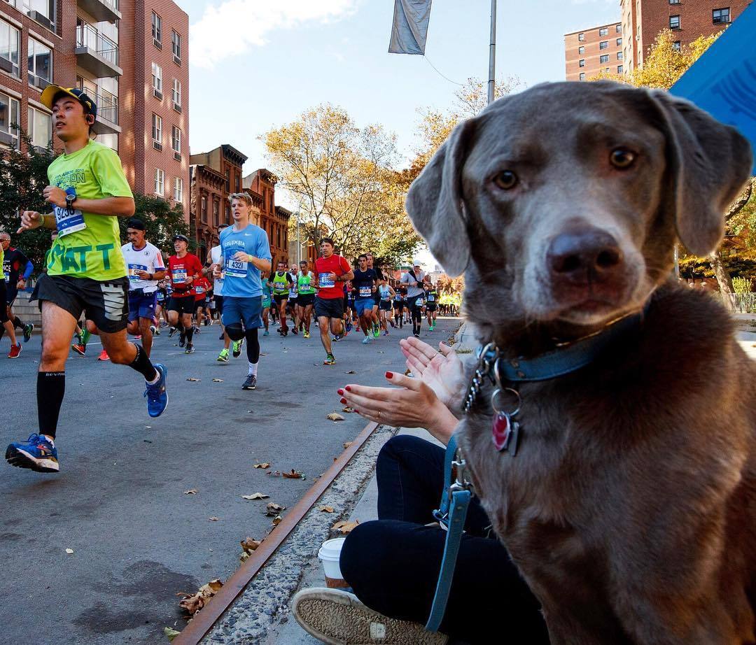 Perplexed Dog - The photo, Dog, Marathon, Run, Bewilderment, Photogenic