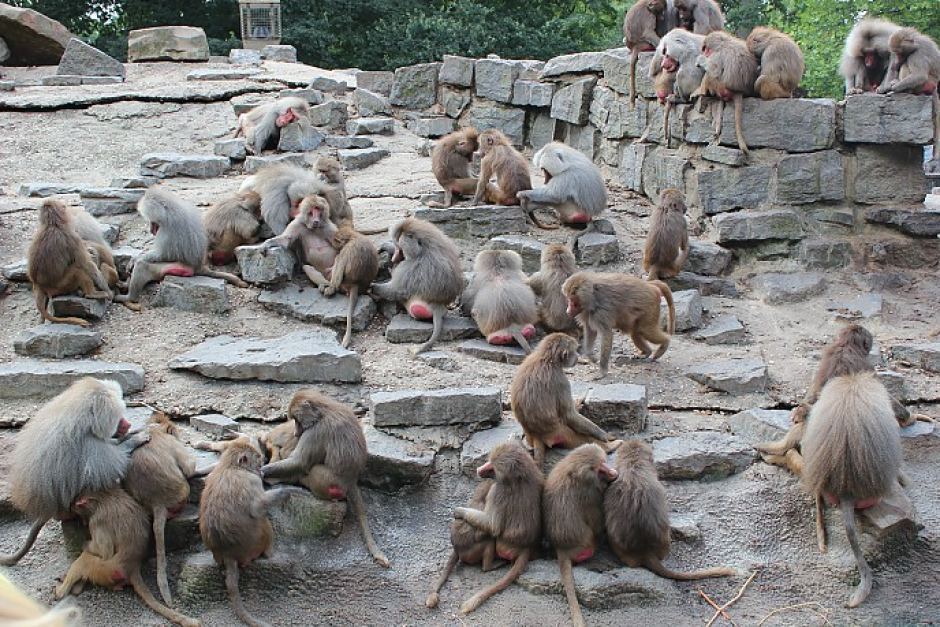 The collective noun for a group of baboons is congress. Explains a lot, doesn't it? - U.S. Congress, Baboons, USA, Congress, Politics