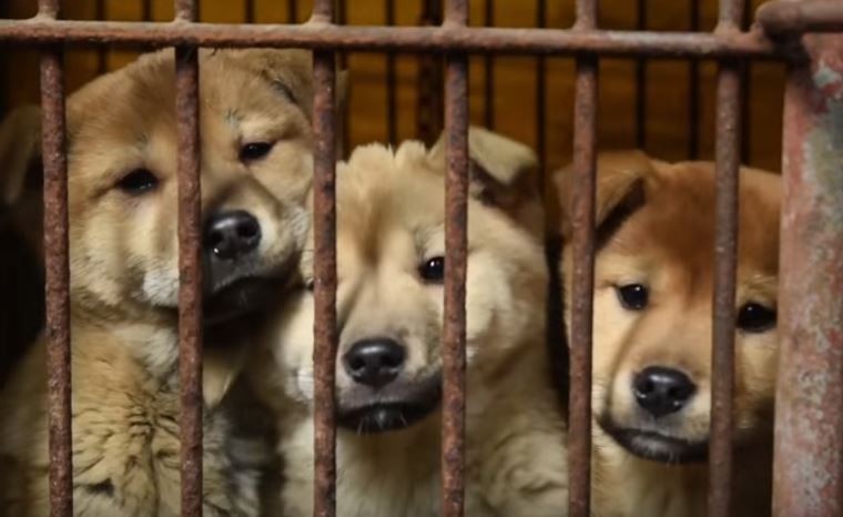 The story of the rescue of a dog that lived in a cage at a meat farm in Korea - Dog, Shelter, South Korea, Longpost