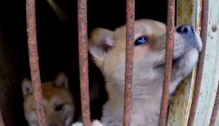 The story of the rescue of a dog that lived in a cage at a meat farm in Korea - Dog, Shelter, South Korea, Longpost