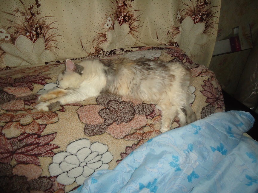 My personal Cotoland 49 - My, cat, Shelter, Lipetsk, Good, Help, Longpost, Kindness