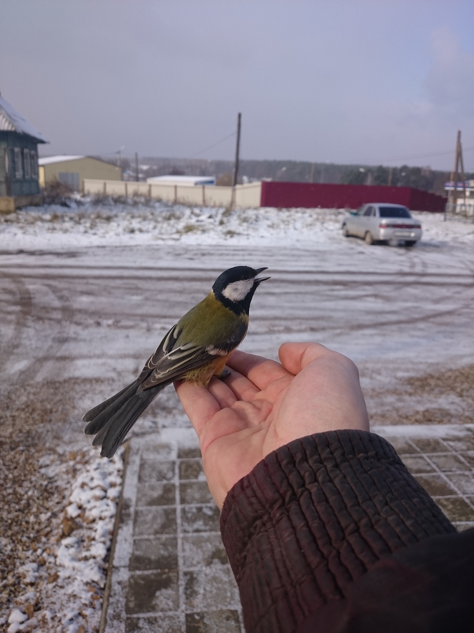 Лучше синица в руках... | Пикабу