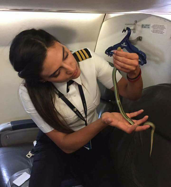 A few words about the recent finding of a snake in an airplane - Snake, Airplane, Already