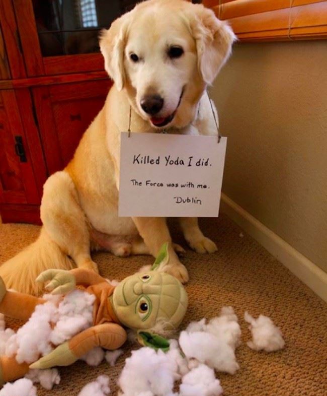A sign of shame for a penitent dog: Killed Yoda, yes, I did. The Force was with me. -Dublin - Yoda, Dog