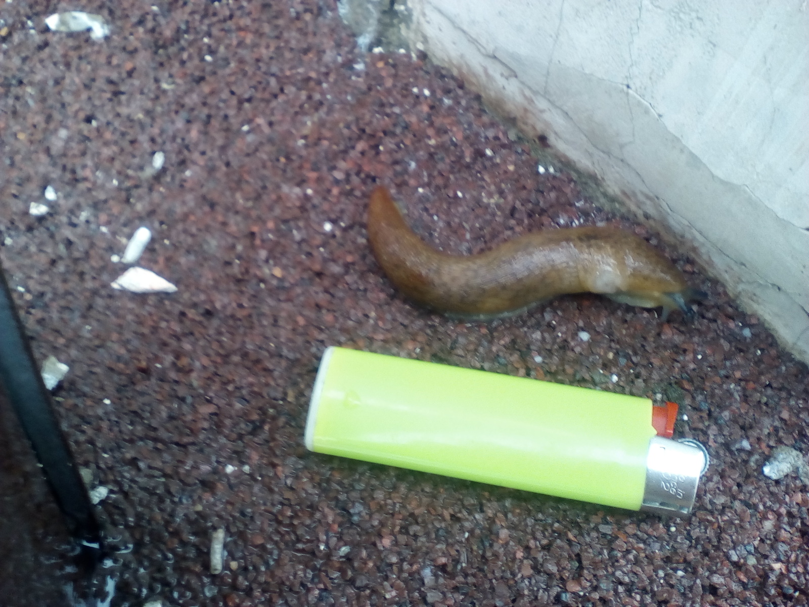 Met an animal. - My, Animals, Slug, Photo, Images, Longpost, Slug