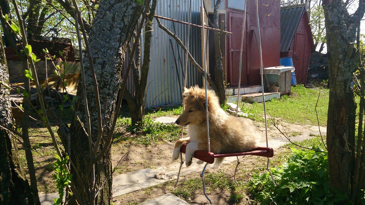 You don't have to swing on a swing - My, Sheltie, Dog, Swing, Pet, Pets