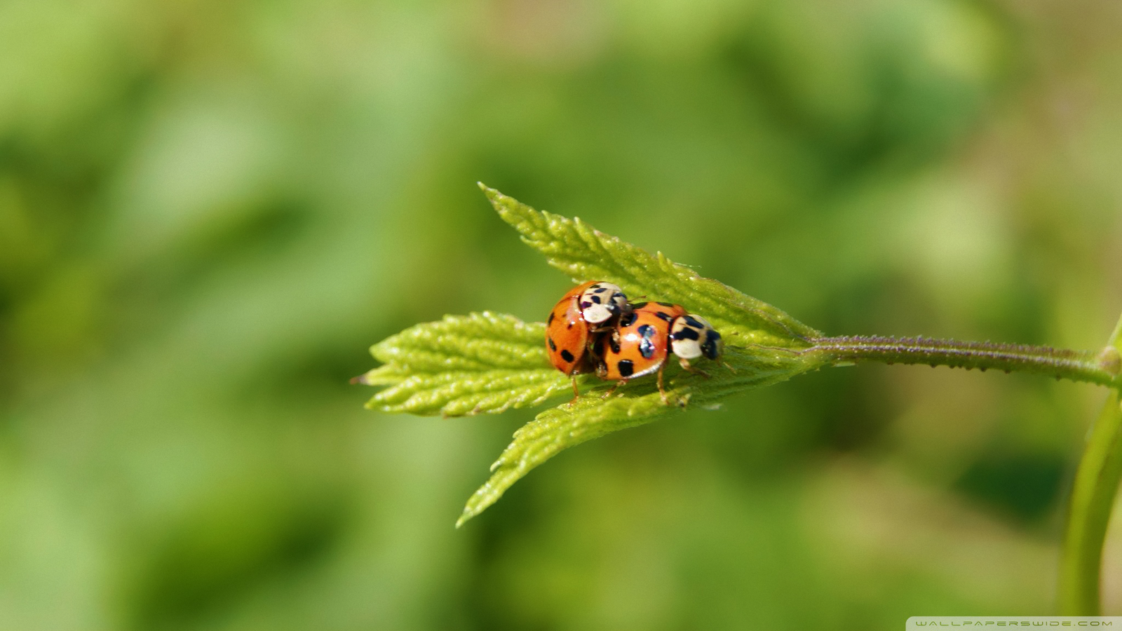 ladybugs - ladybug, Insects, Red-Blacks, Nature, Longpost