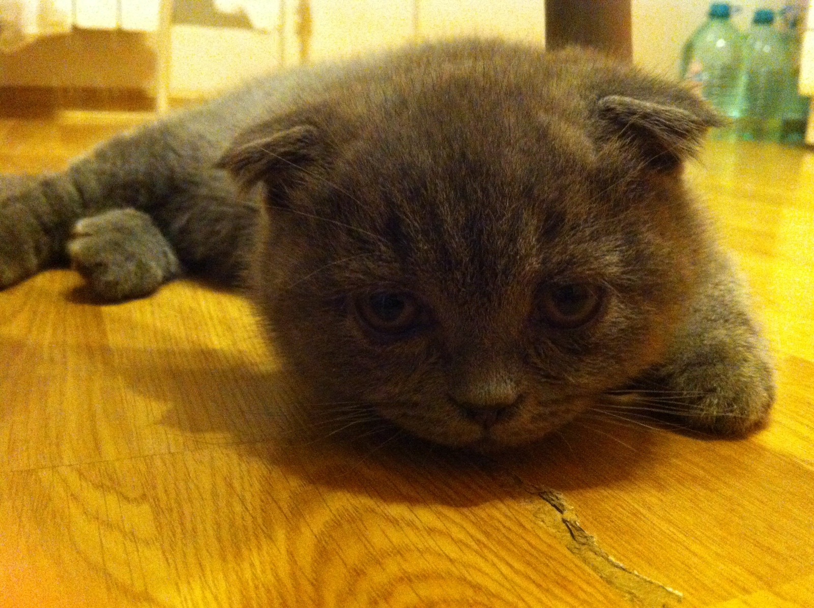 My baby Simba - My, cat, Scottish lop-eared, 