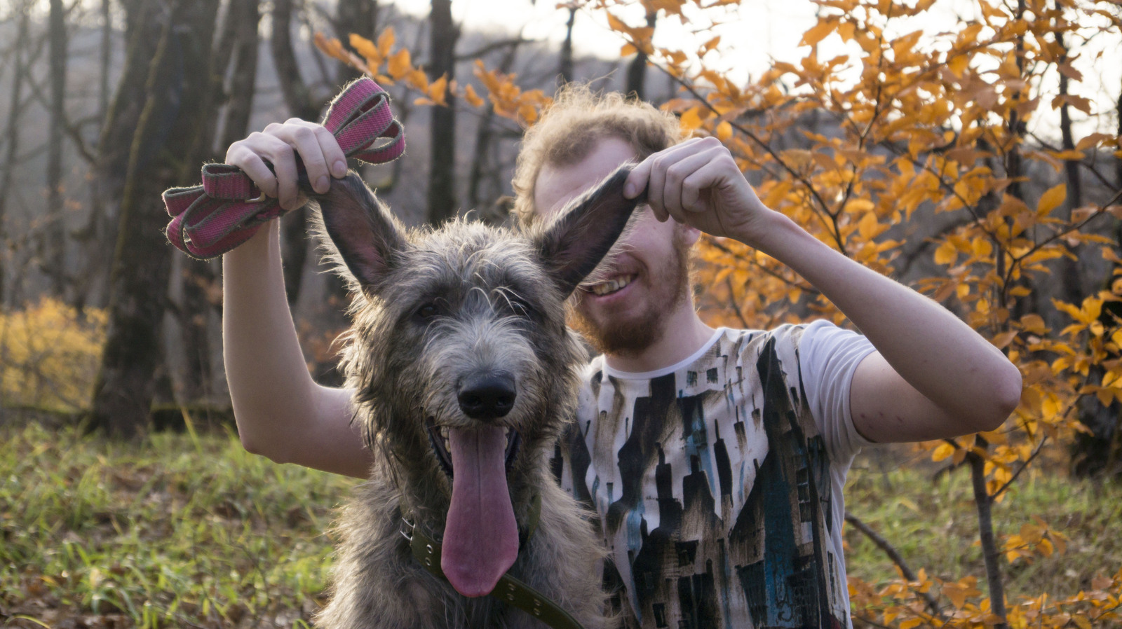 Whether it's autumn or spring... - My, Dog, Irish wolfhound, Sheltie, , Wookiees, Autumn, Spring, Longpost