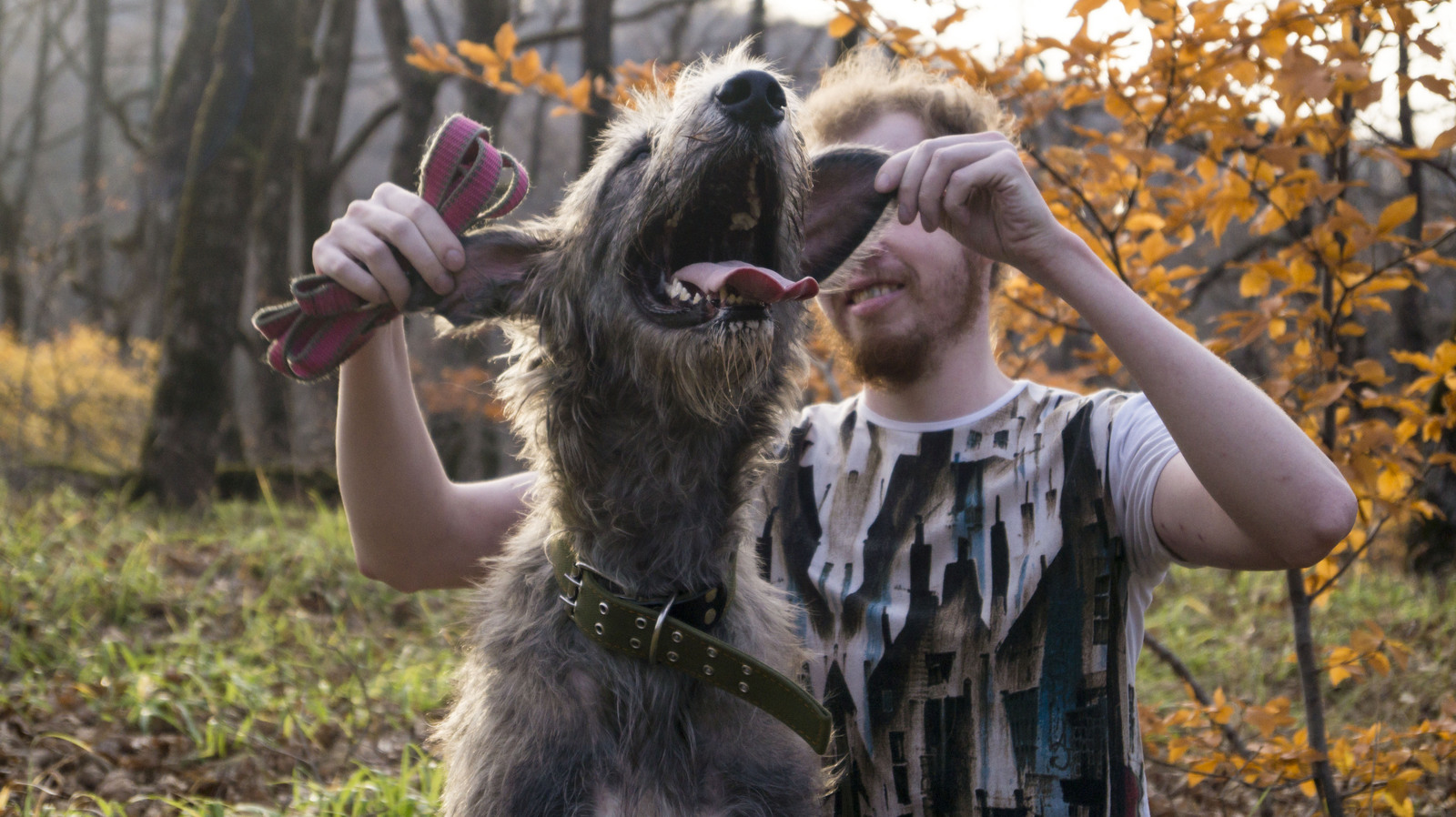 Whether it's autumn or spring... - My, Dog, Irish wolfhound, Sheltie, , Wookiees, Autumn, Spring, Longpost