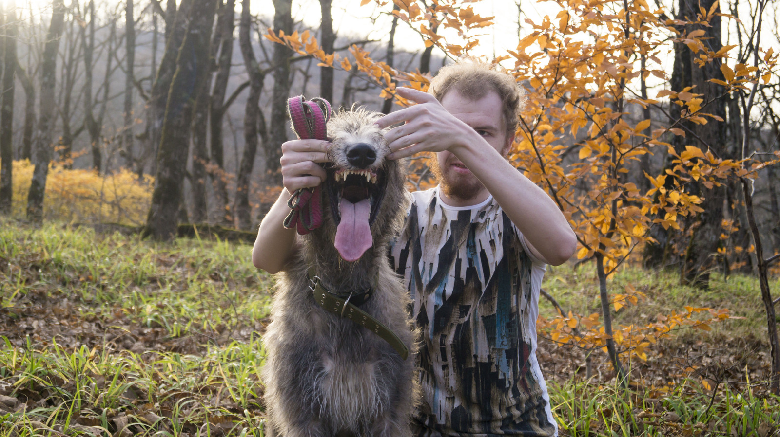 Whether it's autumn or spring... - My, Dog, Irish wolfhound, Sheltie, , Wookiees, Autumn, Spring, Longpost