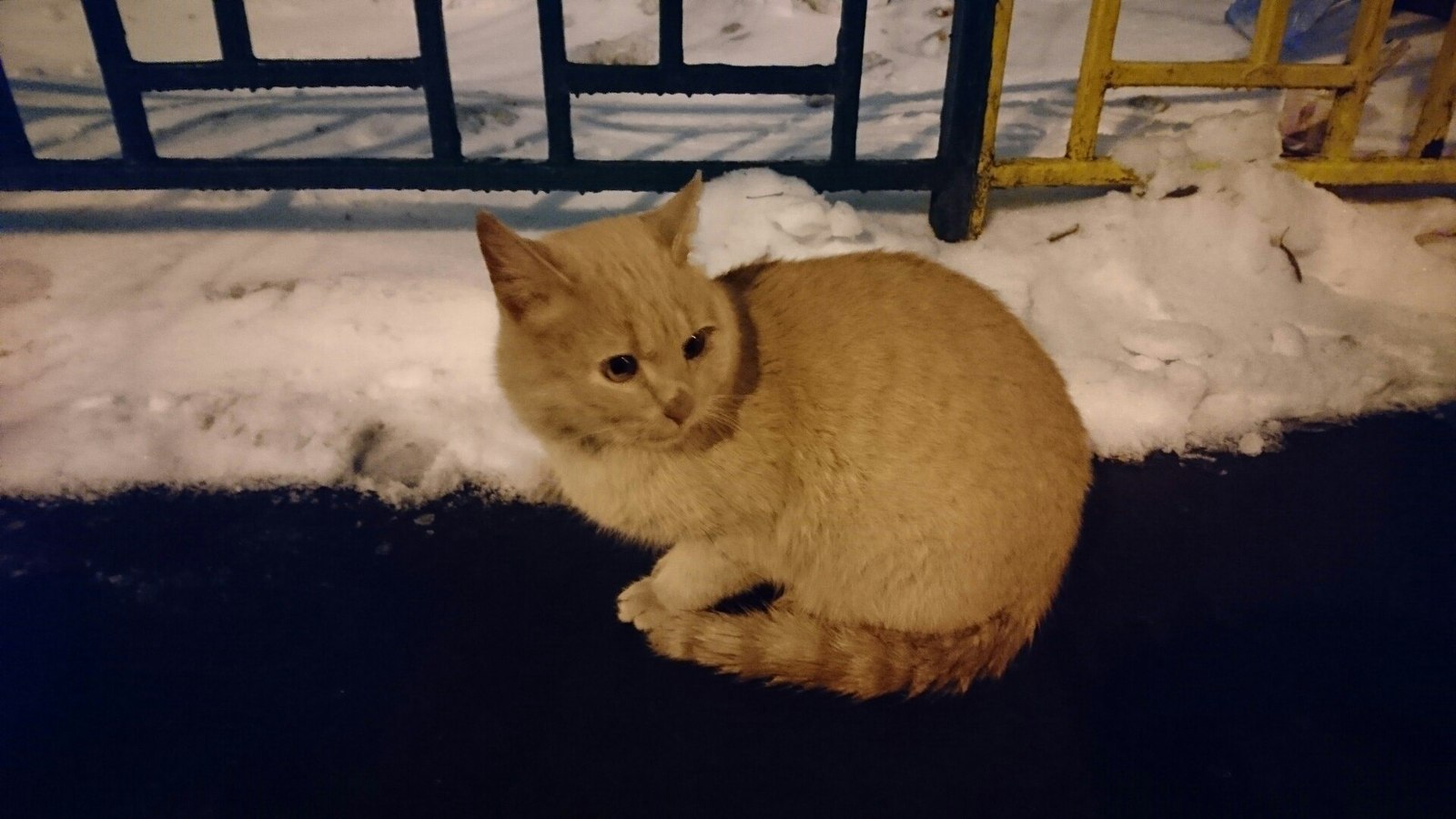 Найден кот суздаль