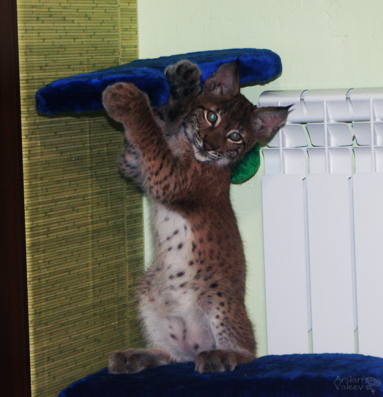 Hanna poses near her favorite toy :) - My, Lynx, Hannah, Bobcattv